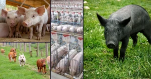 How the 2026 Farm Bill and Emerging Agricultural Technologies Impact Animal Welfare Public Health and Environmental Sustainability