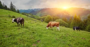 International Conference on Homeopathy in Agriculture and Environment 2026