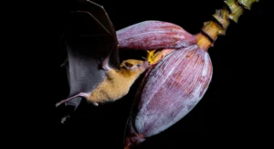 Regenerative Ecosystems and the Vital Role of Bat Conservation in the Billion Agave Project: An Interview with Dra. Celia Selem