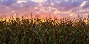 The Renaissance of Mexican Agroecology Homero Blas Bustamante and the Transition from Agrochemical Dependency to Traditional Resilience