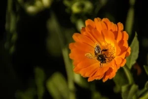 The Science and Significance of the 2026 Spring Equinox and the Changing Rhythms of the Vernal Season