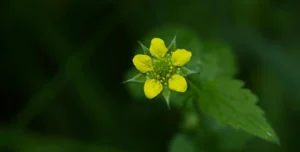 From Ancient Folklore to Modern Laboratory: The Scientific Validation of Tormentil as a Potent Antimicrobial Against Drug-Resistant Bacteria