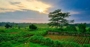 Pesticide-free agriculture is profitable and boosts yields according to a new French study