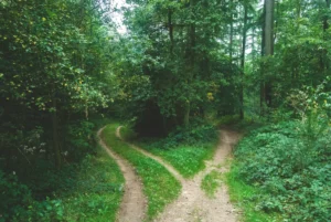 Separating Mental and Physical Recovery: A Crucial Distinction in Eating Disorder Treatment