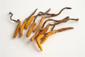 Thailand Study Reveals Widespread Adulteration and Misrepresentation in Cordyceps Supplements, Raising U.S. Market Concerns