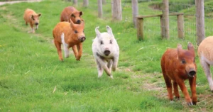 Artificial Intelligence Integration in Factory Farming: The Rise of Automated Pain Detection Systems for Livestock Health