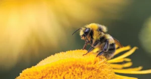 Bitter Honey: How Industrial Agriculture and the California Almond Industry Shape the Future of American Beekeeping