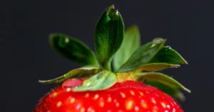 Environmental and Health Concerns Mount Over Driscoll’s Conventional and Organic Berry Production Methods