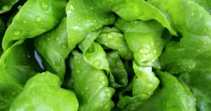 House Democrats To Investigate Taylor Farms’ Role in Cyclospora Outbreak