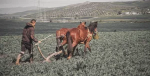 Land of Canaan Film Chronicles the Intersection of Fair Trade and Ecological Resilience in the Occupied West Bank