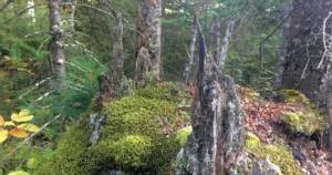 Poisoning Nature for Logging Profits