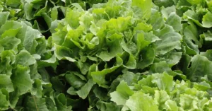 Surge in Cyclospora and Salmonella Outbreaks Sparks National Food Safety Concerns and Calls for Regulatory Reform