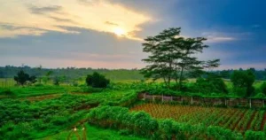 The Great Nutrient Collapse: How Regenerative Agriculture Aims to Restore the Vanishing Vitamins in the Global Food Supply