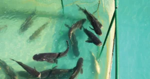 Climate Change May Halve Omega-3 Fatty Acids in Fish and the Organisms They Eat
