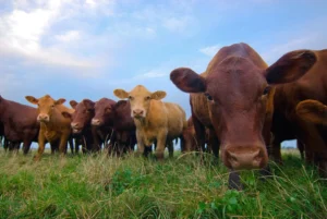 Cultivated Futures: The Evolution and Economic Reality of Lab-Grown Meat