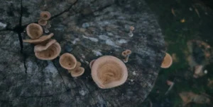 Genomic Insights into the Formation of Fairy Rings Reveal the Complex Life Cycle of Fungal Colonies