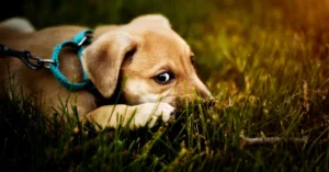 Parliamentary Report Urges Immediate Ban on Over-the-Counter Pet Flea Treatments to Mitigate Environmental Damage