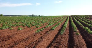 The Hidden Crisis of Declining Nutrient Density in Global Food Supplies Amid Rising Atmospheric Carbon Dioxide