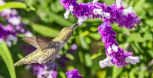 The One Plant to Grow Now for Migrating Hummingbirds