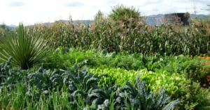 The Organic Movement Stands Together Elevating Truly Regenerative Agriculture and Calling Out Regen Greenwashing