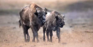 The Return of the Aurochs: Thermal Footage Confirms Ancient Defensive Strategies Against Apex Predators in Croatia