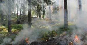 The Silent Killer in the Skies How Wildfire Smoke Claims Millions of Lives Annually and Redefines Global Public Health Risks