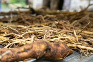 Unraveling Kava’s Complex Chemistry: New Study Explores Liver Injury Link Amidst Regulatory Patchwork