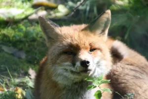 Federal Judge Rules US Fish and Wildlife Service Violated Endangered Species Act by Failing to Designate Critical Habitat for Sierra Nevada Red Fox