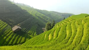 Food, Land and Money: Uncovering the Financial Structures Driving Global Hunger and Environmental Crisis