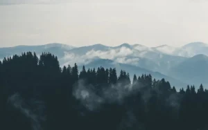 Forest Service Chief Faces Scrutiny Over Logging Ties As Trump Plans to Scrap Protections