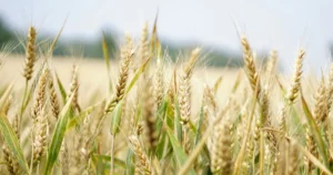 Global Food System Goals for 2030 at Risk as FSCI Report Reveals Significant Shortfalls in Sustainability and Security