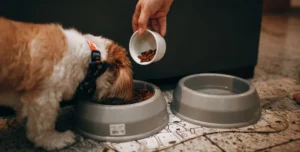 Global Research Reveals Widespread Microplastic Contamination in Dry Pet Food Across International Markets
