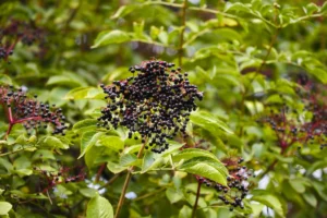 New Guidance Aims to Combat Adulteration of European Elderberry Products