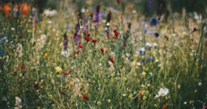 Organic Wheat Farming Outperforms Wildflower Strips in Profitability and Ecological Sustainability According to New Comparative Research