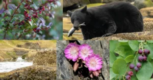 Preservation of Indigenous Heritage through the Four Food Chiefs of the Syilx Okanagan Nation