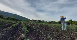 Soil health in organic production shows greater resilience to climate change than chemical-intensive agriculture