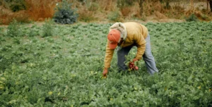 The Legacy of Wendell Berry: A Life Defined by Agrarianism, Literature, and the Ethic of Care