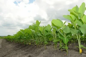 The Soy Revolution How a Record-Breaking 4.52 Billion Bushel Harvest Highlights the Ubiquity of Soy in the American Diet