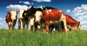 Trump Authorizes Direct Meat Sales to Consumers in Policy Pivot Following Backlash Over Beef Imports