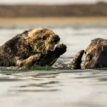 Large-Scale Kelp Restoration in Clayoquot Sound Sets New Benchmark for Marine Conservation in British Columbia