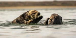 Large-Scale Kelp Restoration in Clayoquot Sound Sets New Benchmark for Marine Conservation in British Columbia