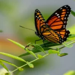 The Monarch Highway: Transforming the Interstate 35 Corridor into a Vital Life Support System for North America’s Declining Pollinator Populations