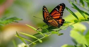 The Monarch Highway: Transforming the Interstate 35 Corridor into a Vital Life Support System for North America’s Declining Pollinator Populations
